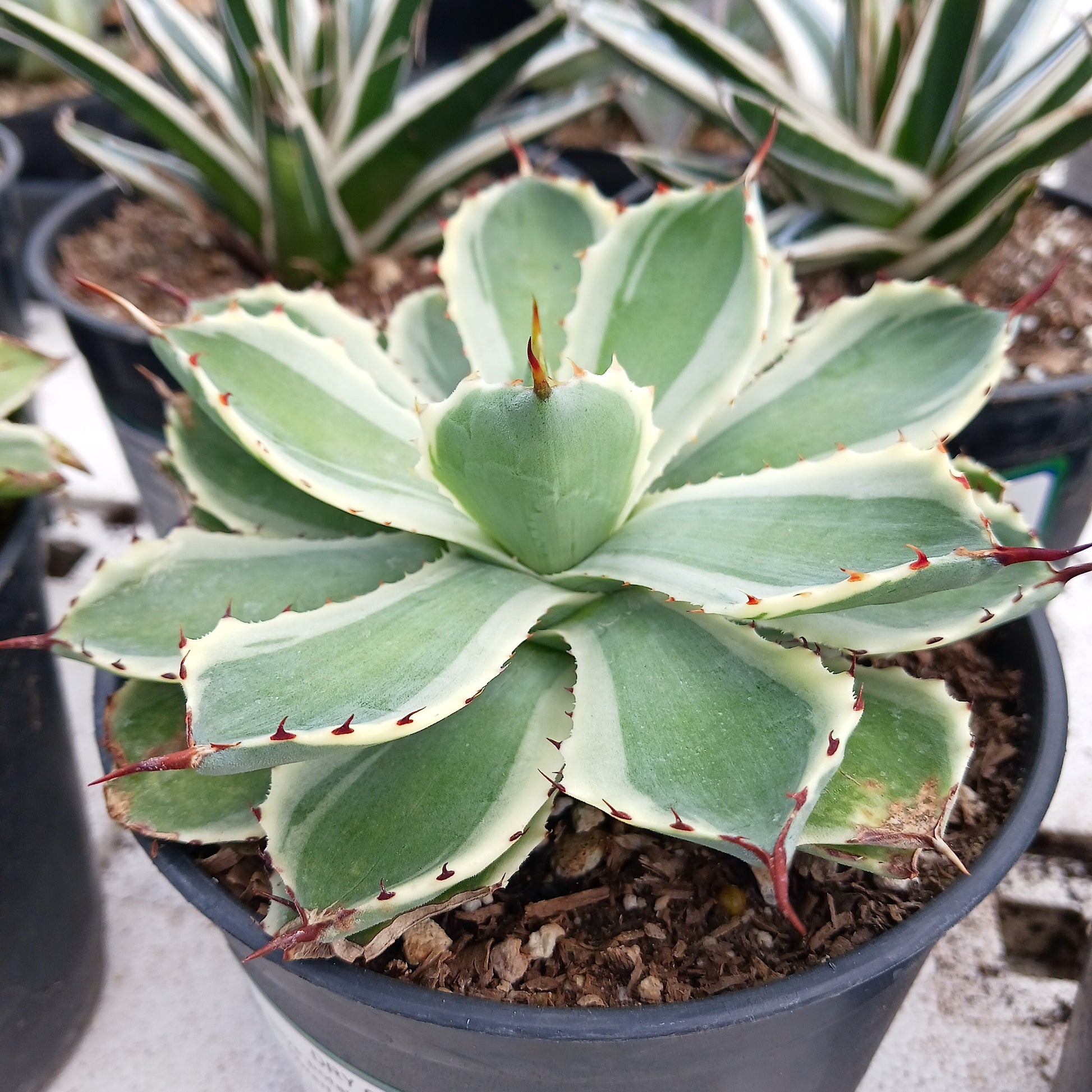 Agave potatorum "Kichiokan Marginata"