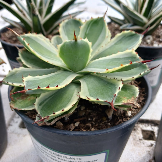 Agave potatorum "Kichiokan Marginata"