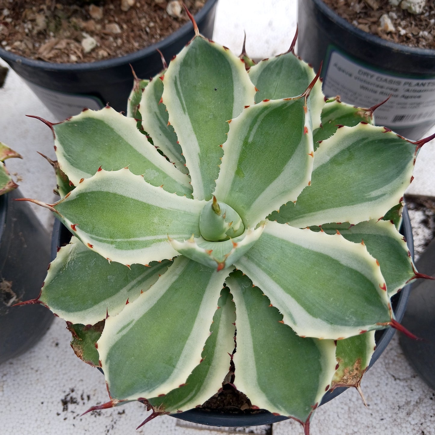 Agave potatorum "Kichiokan Marginata"