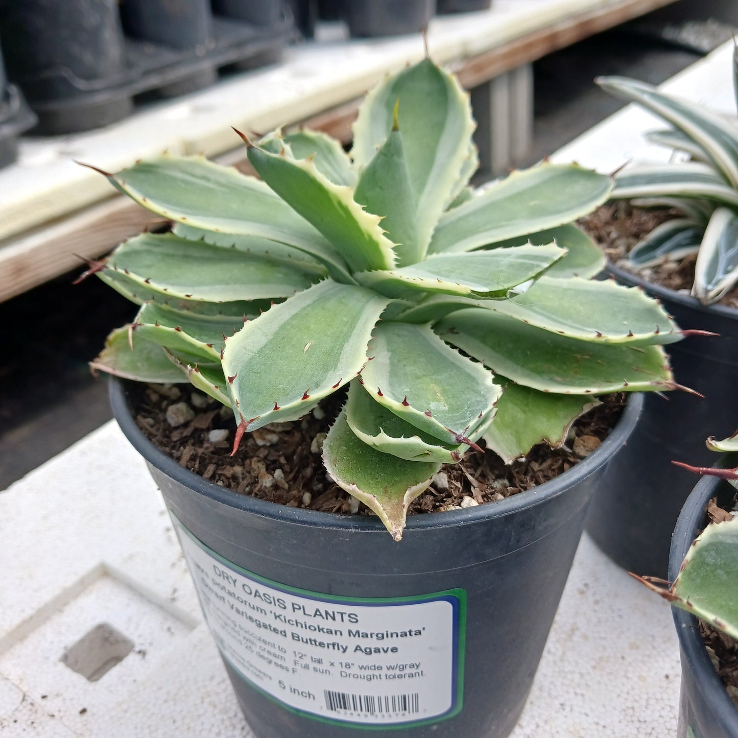 Agave potatorum "Kichiokan Marginata"