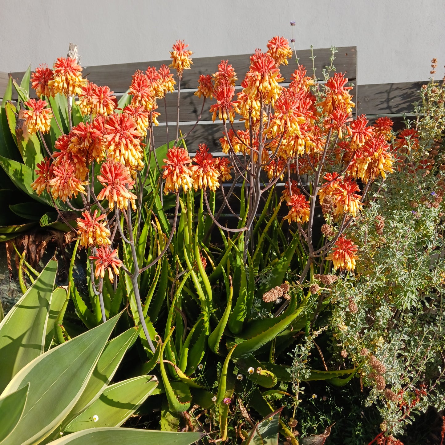 Aloe camperi - 2ga