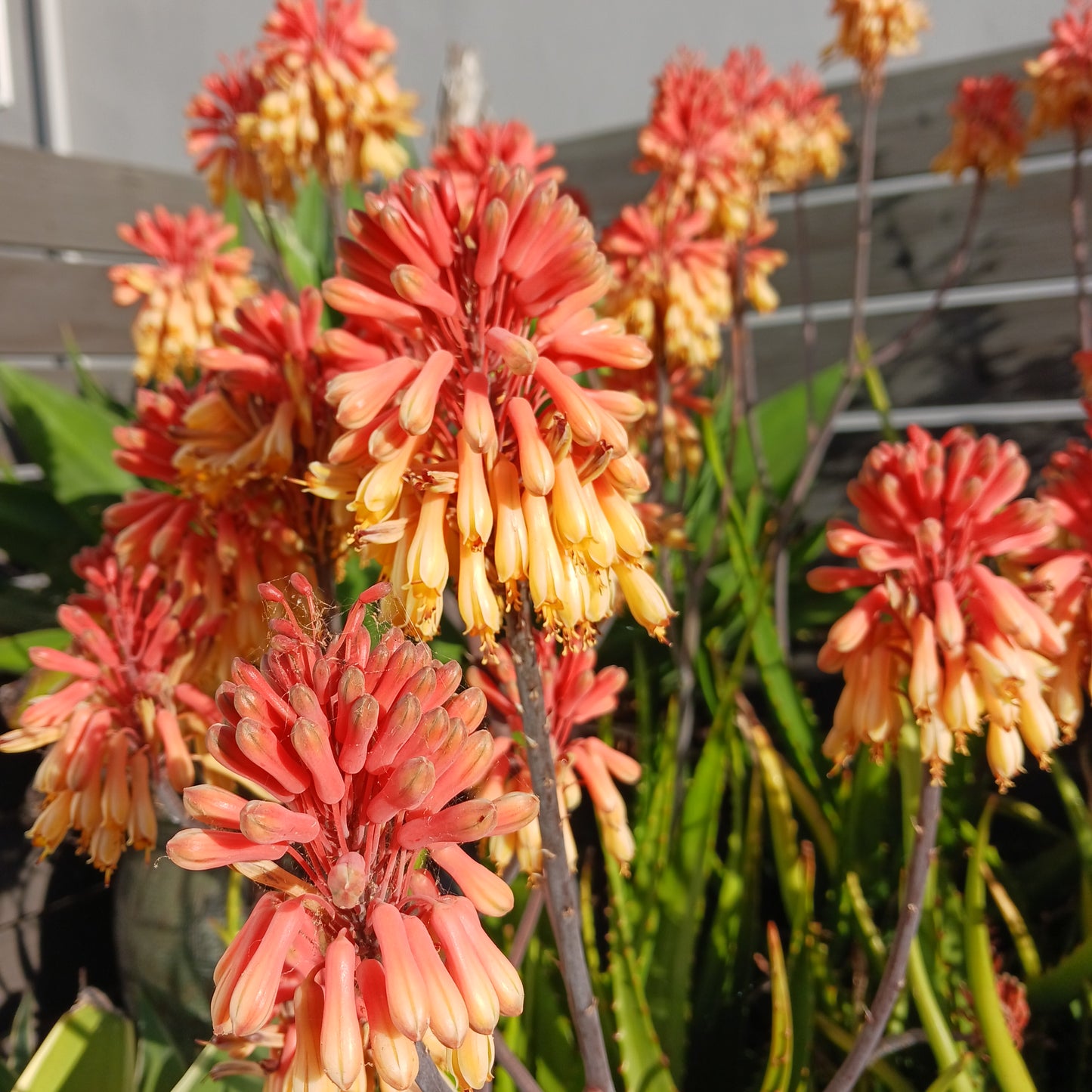 Aloe camperi - 2ga