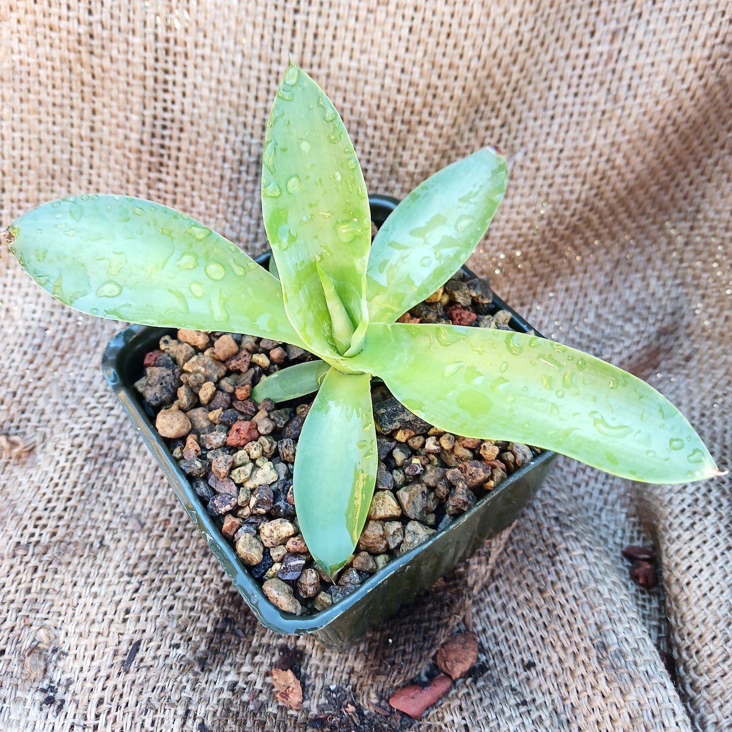 Agave ellemeetiana "Satina" - 4in