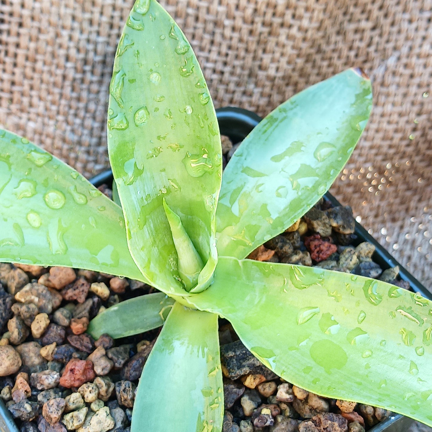 Agave ellemeetiana "Satina" - 4in