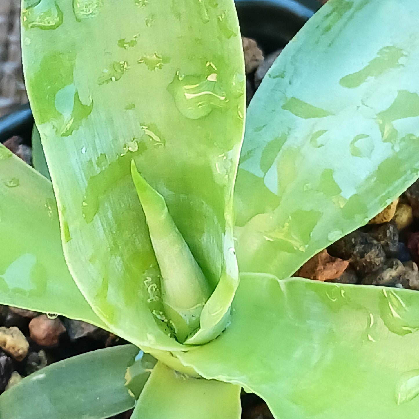 Agave ellemeetiana "Satina" - 4in