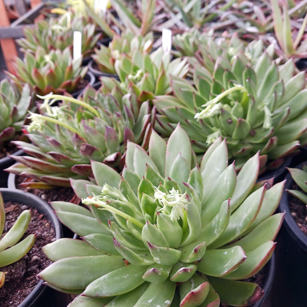 Echeveria agavoides "Red Tip"