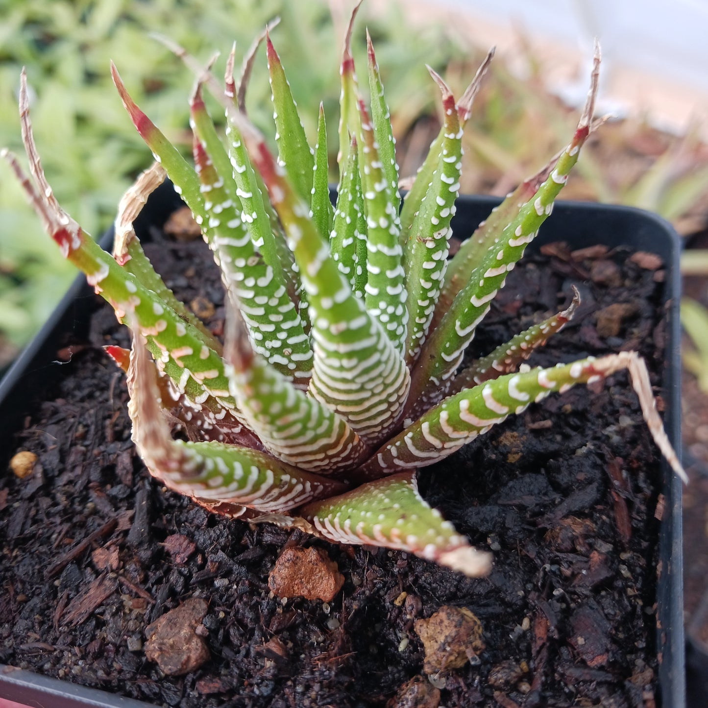 Haworthia fasciata - 4in