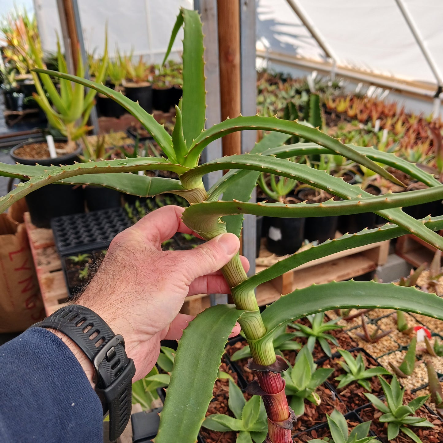 Aloe kedongensis - cutting