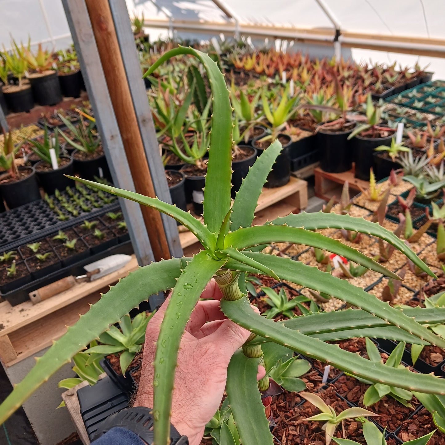 Aloe kedongensis - cutting