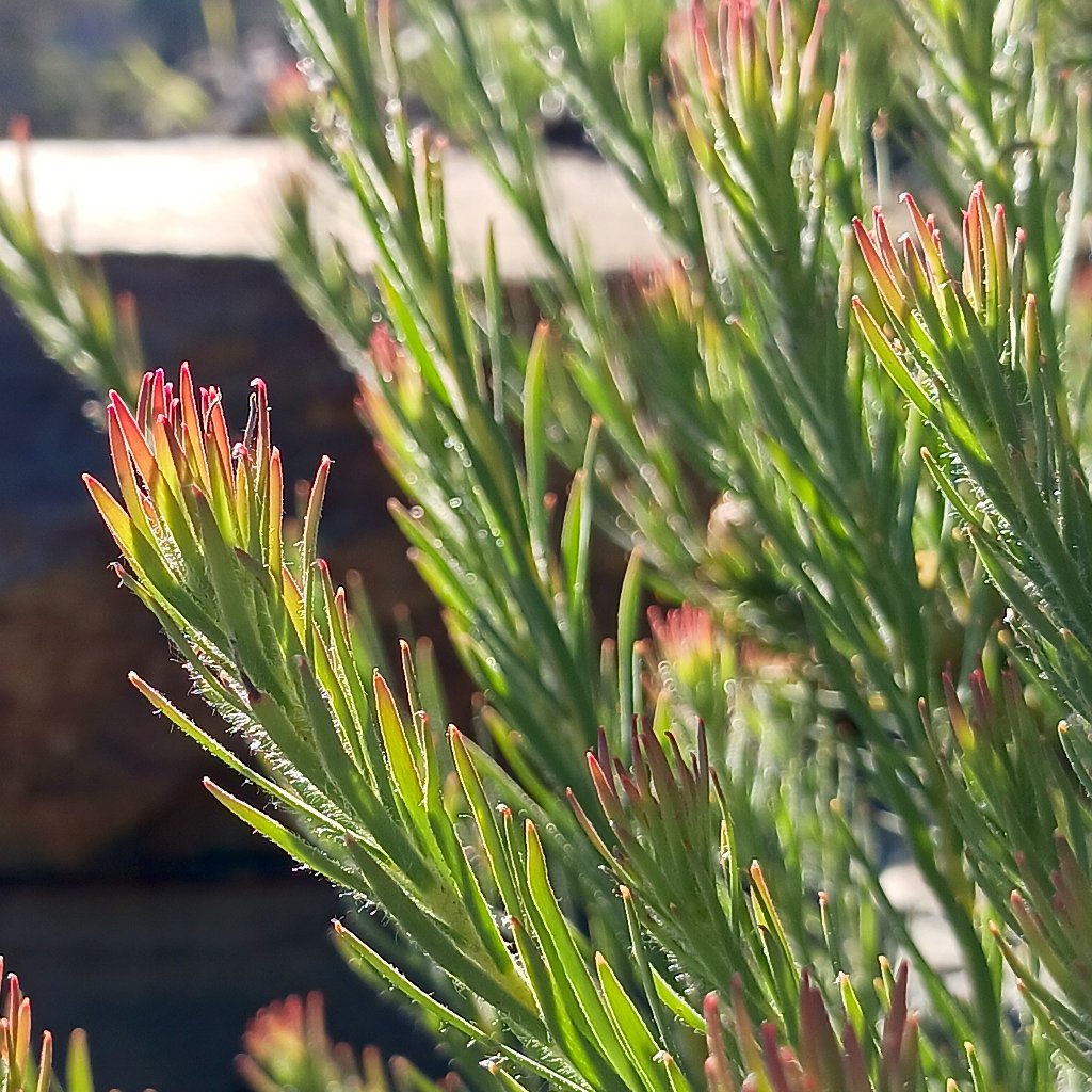 close view of foliage on Leucadendron "Jubilee Crown"