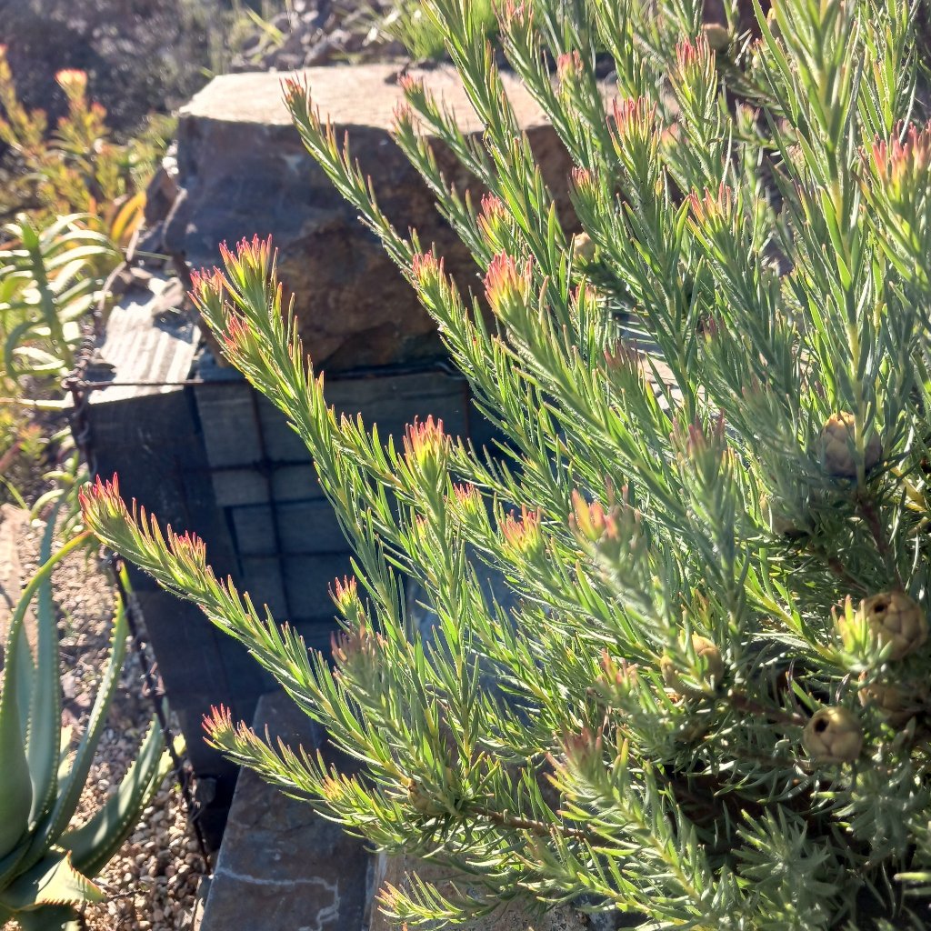 Leucadendron "Jubilee Crown"