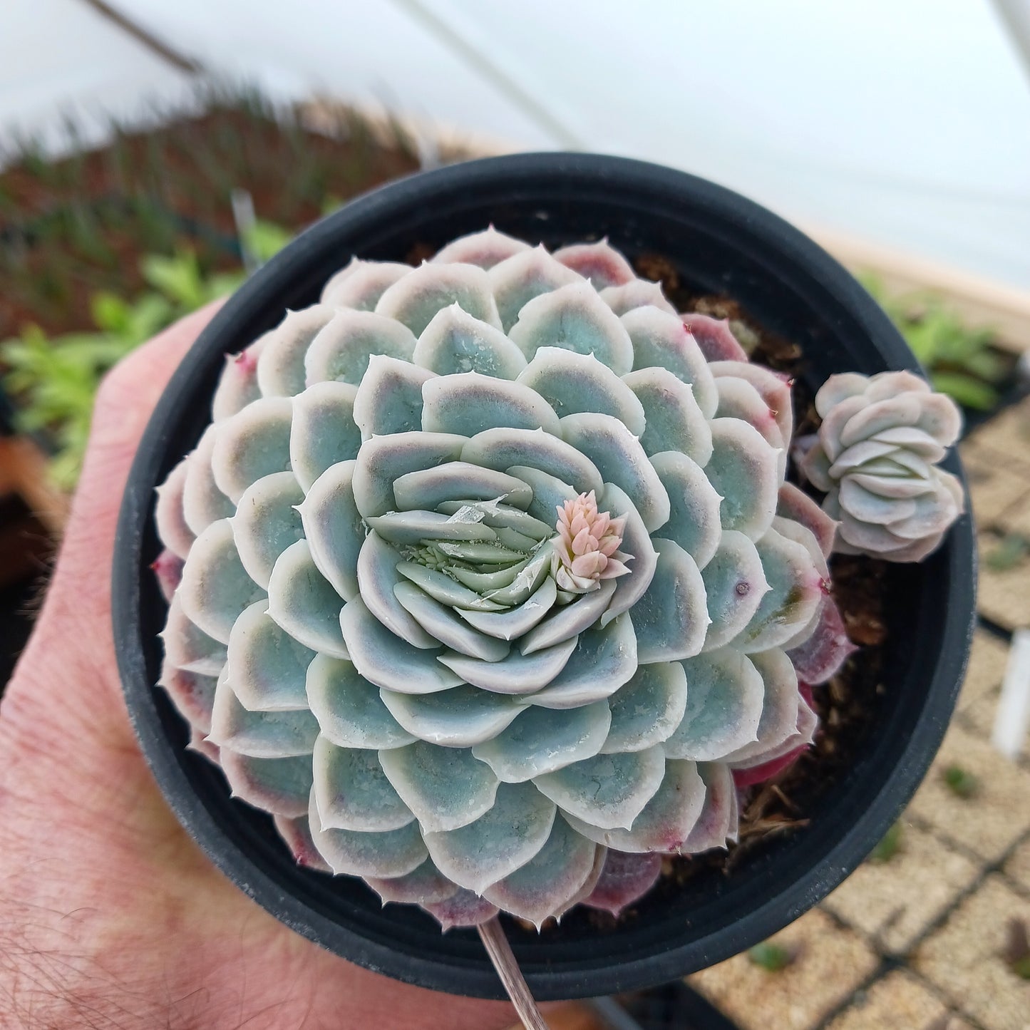 Echeveria elegans - 4in