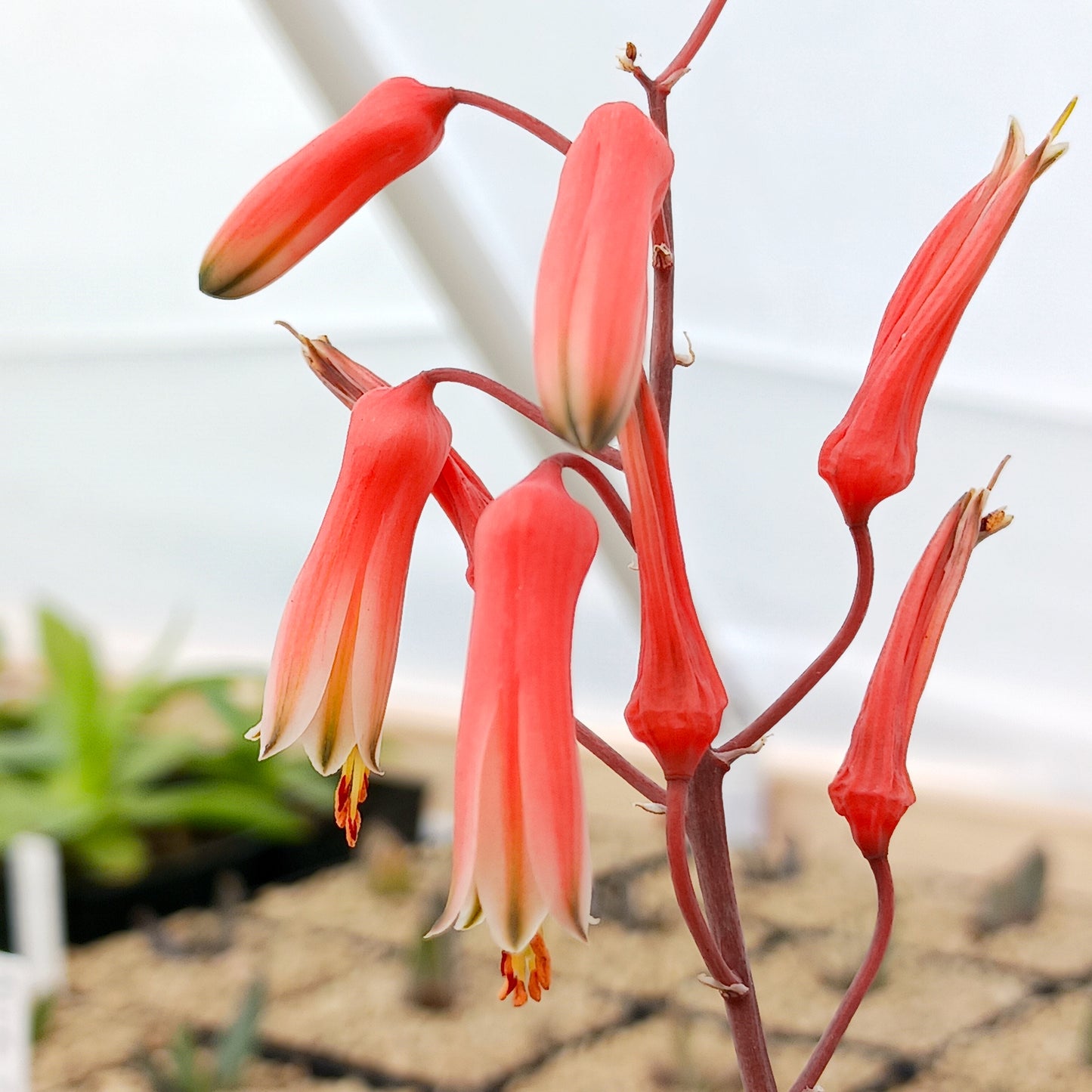 Aloe "Pink Blush" - 4in