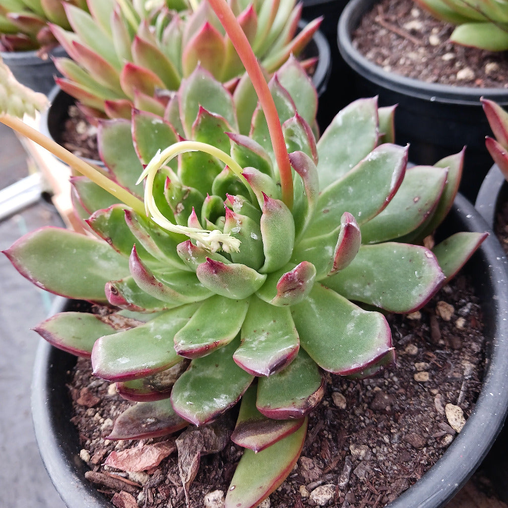 succulent plant red tips Echeveria agavoides "Red Tip"