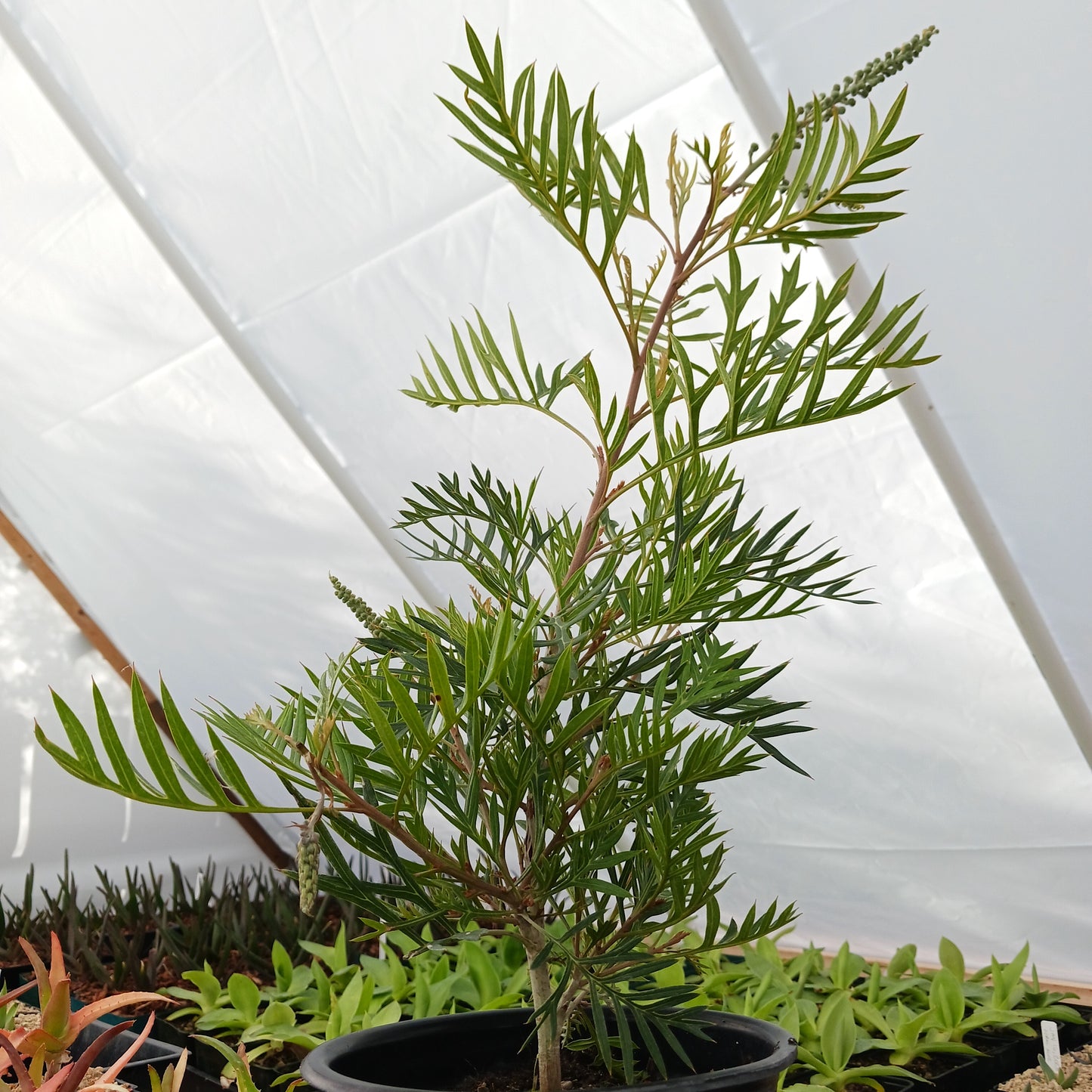 Grevillea "Ned Kelly" - 1ga