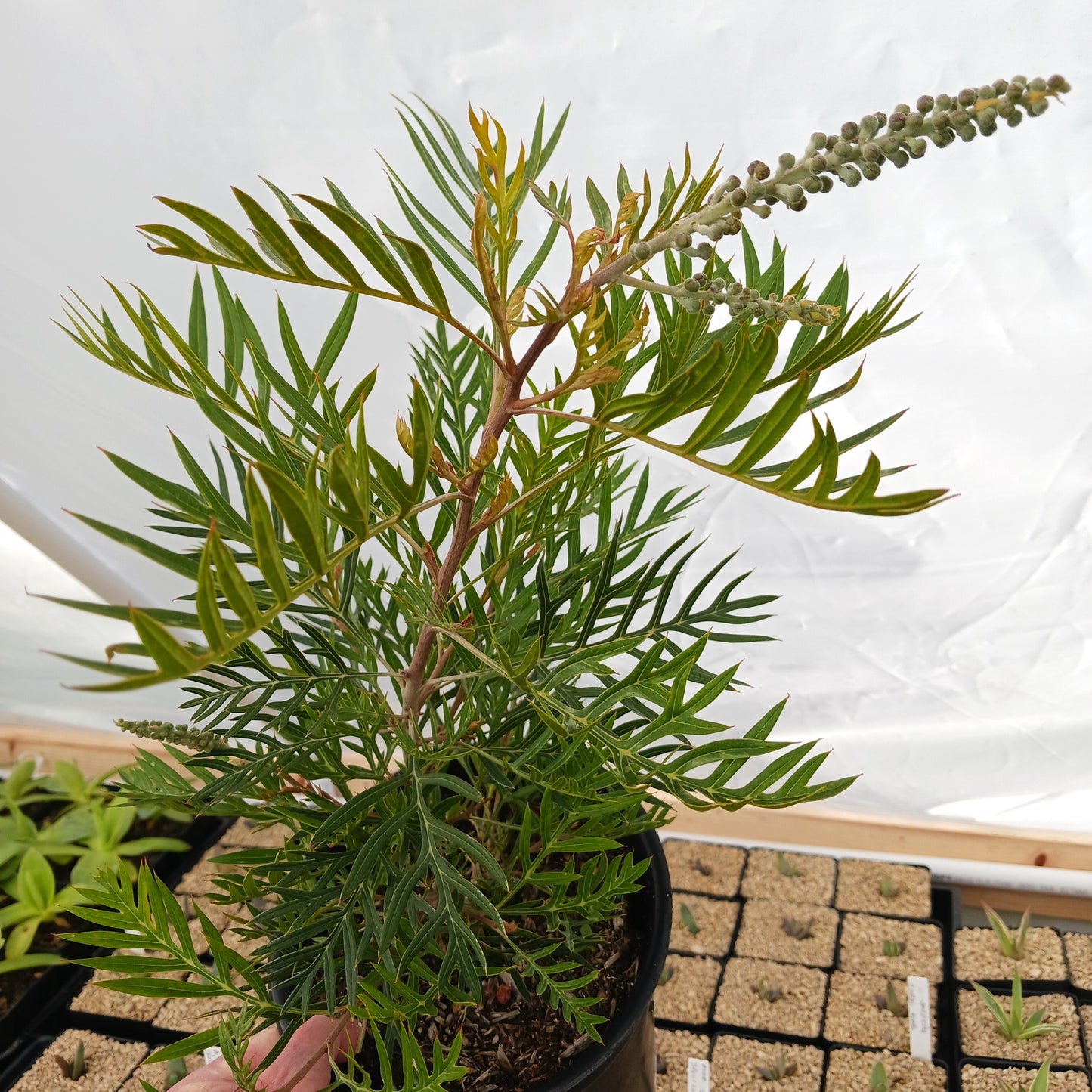 Grevillea "Ned Kelly" - 1ga