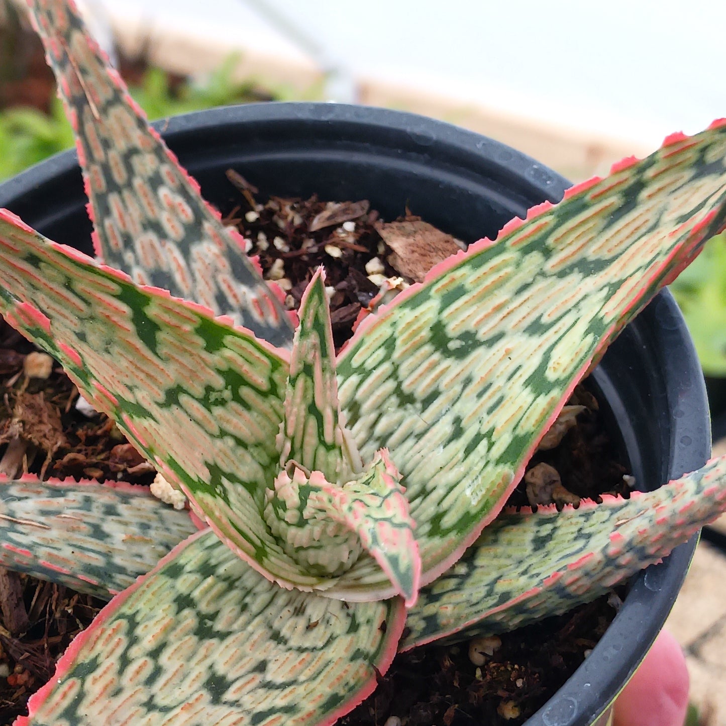 Aloe "Pink Blush" - 4in