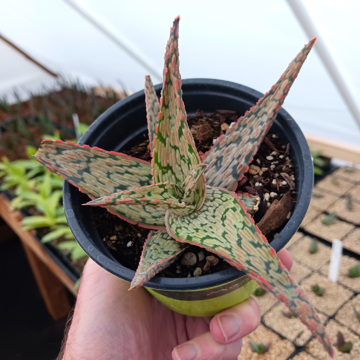 Aloe "Pink Blush" - 4in