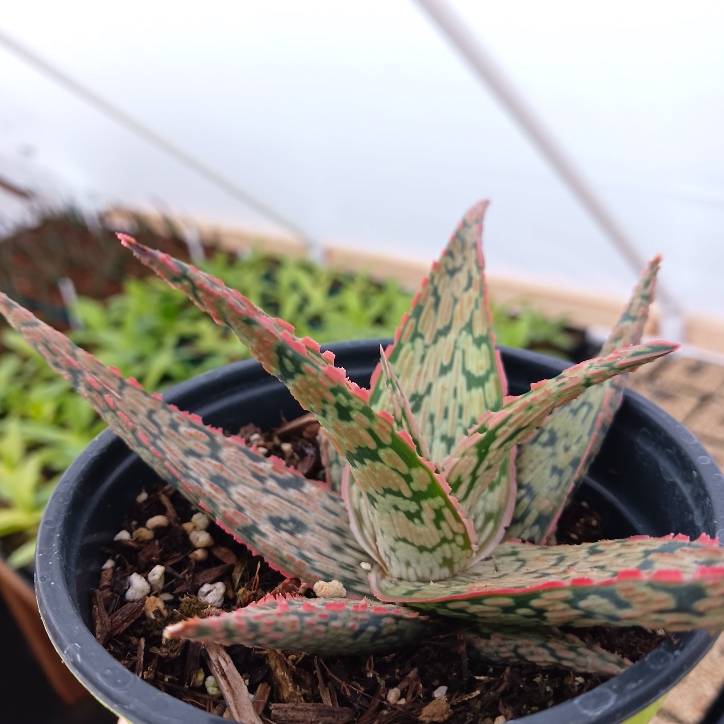 Aloe "Pink Blush" - 4in