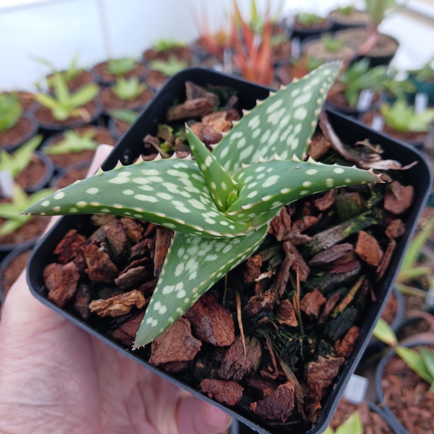 Aloe vanbalenii open cross - 4in