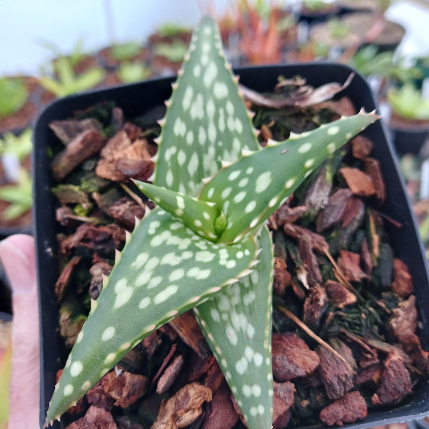 Aloe vanbalenii open cross - 4in