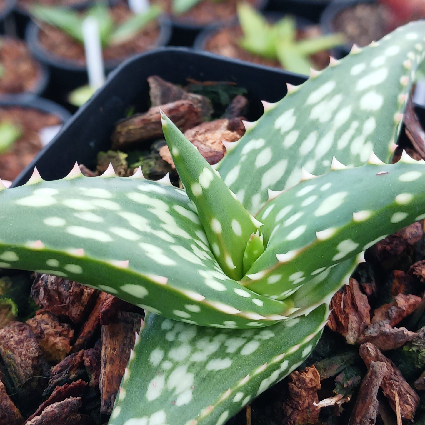 Aloe vanbalenii open cross - 4in