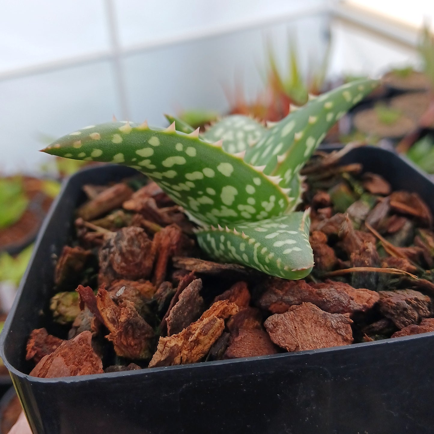 Aloe vanbalenii open cross - 4in