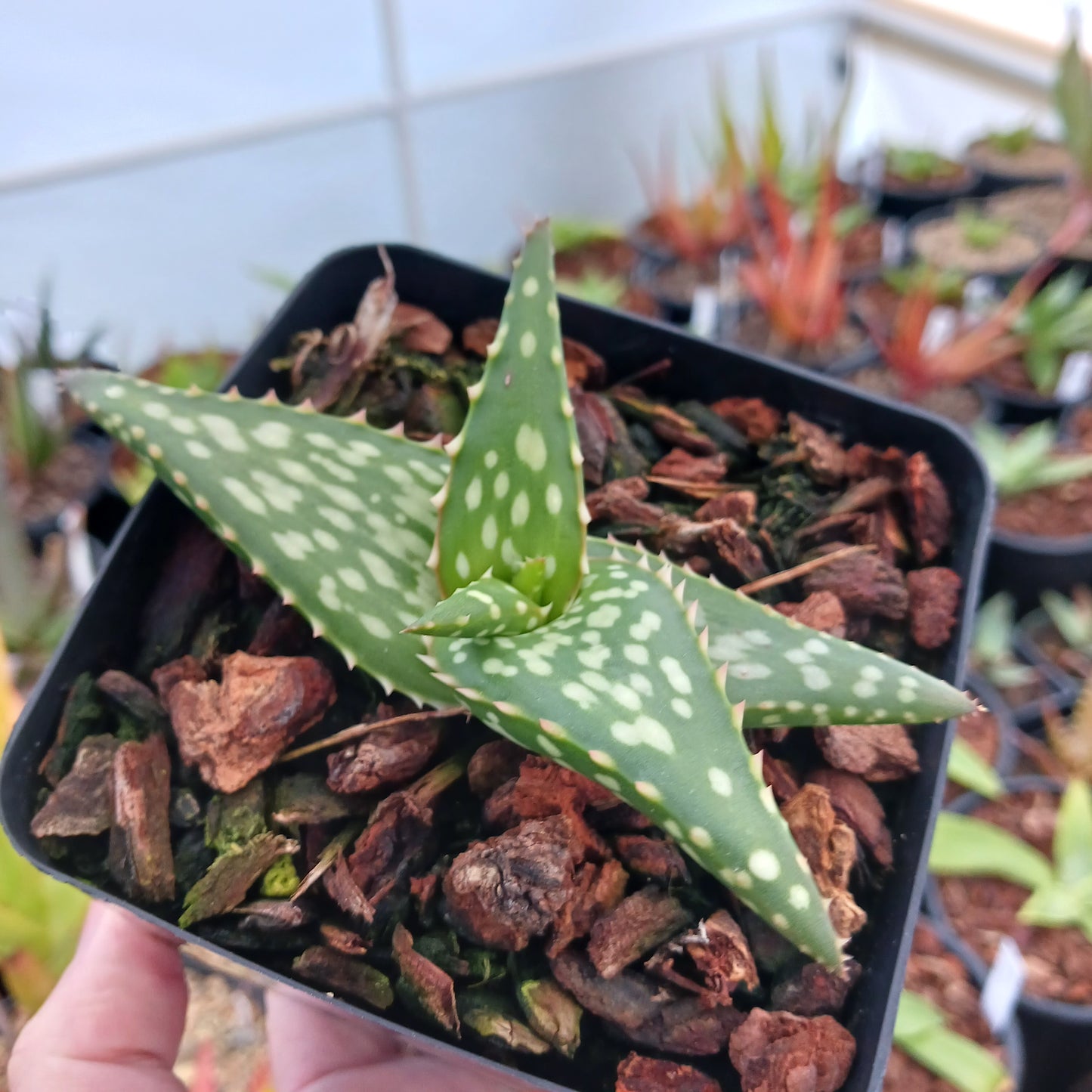 Aloe vanbalenii open cross - 4in