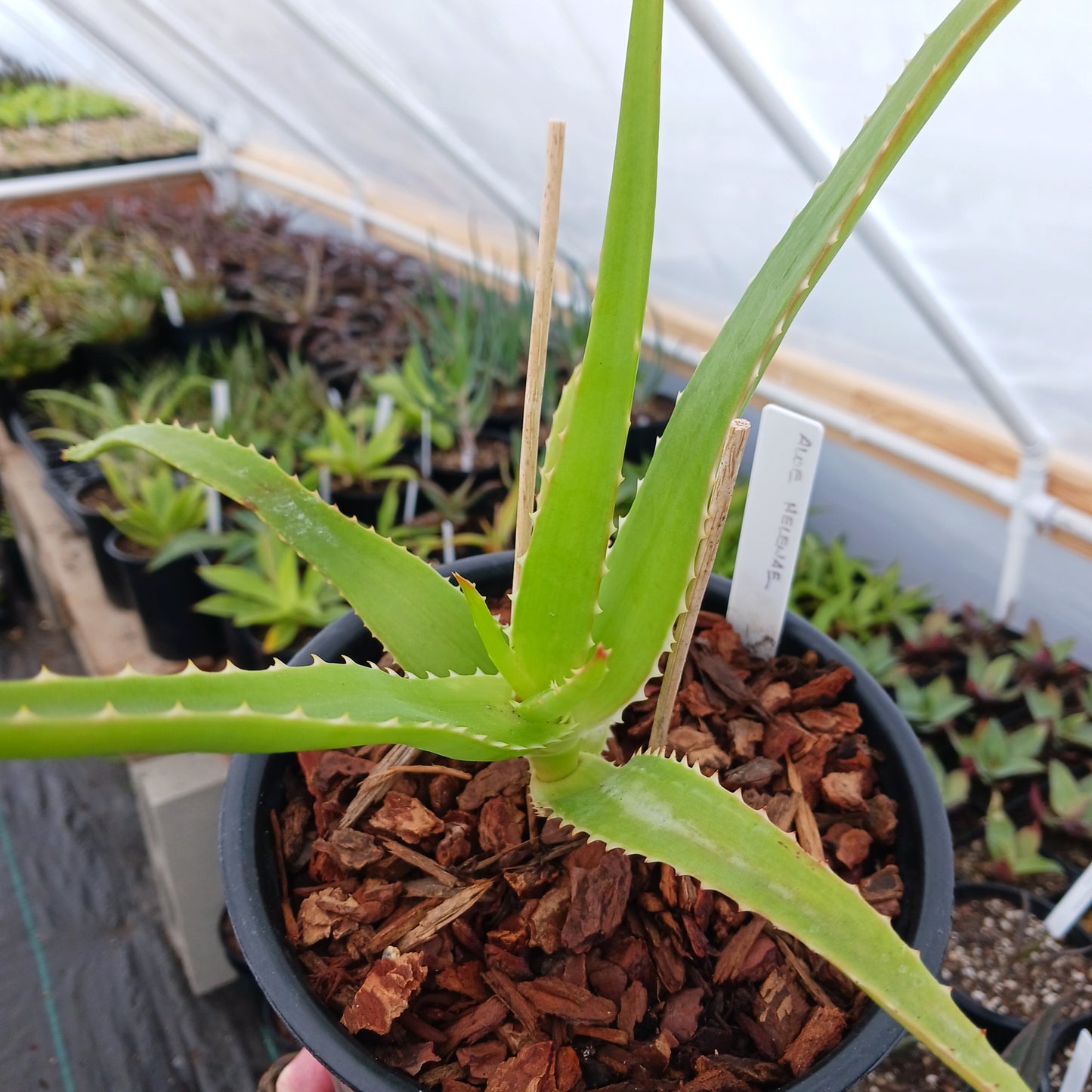 Aloe helenae - 1ga