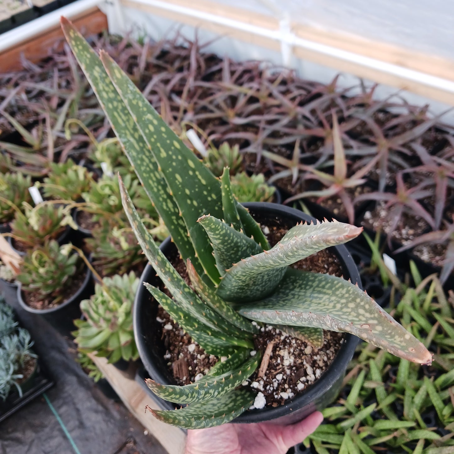 Aloe tomentosa - 1ga