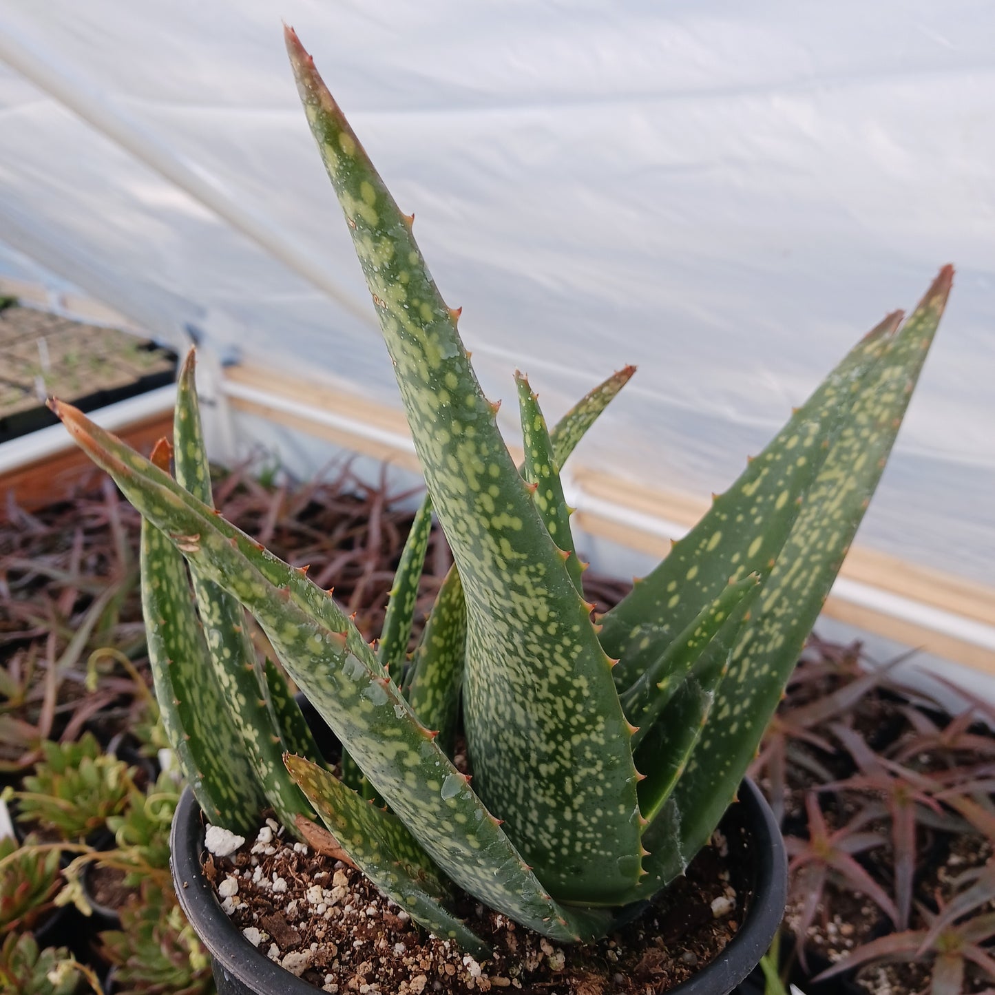 Aloe tomentosa - 1ga