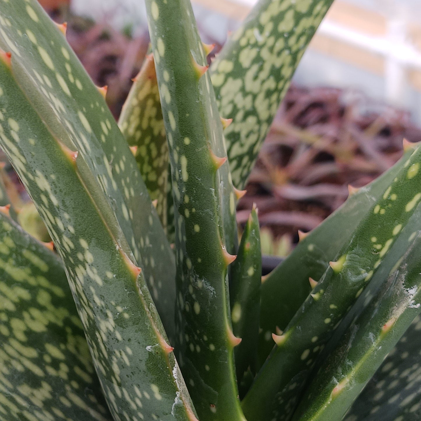 Aloe tomentosa - 1ga