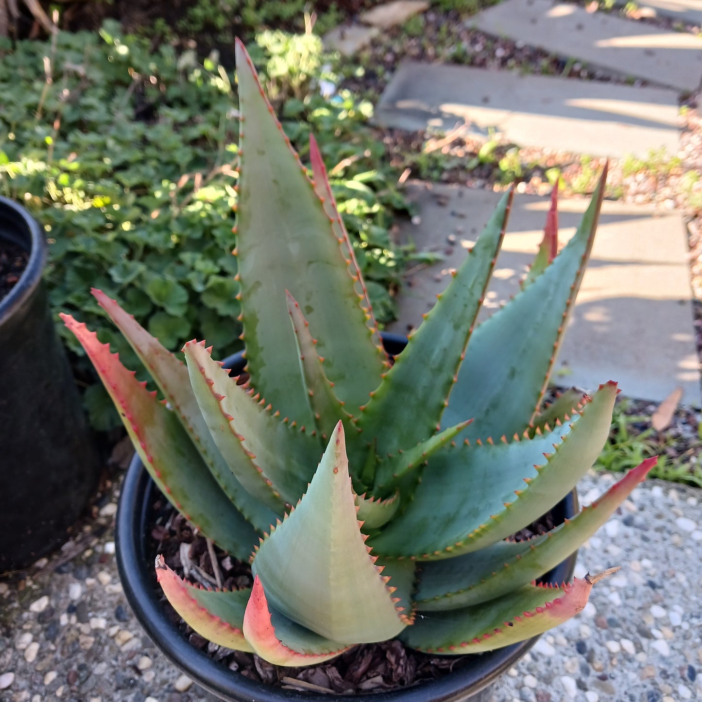 Aloe arborescens x ferox ‘Tangerine’ - 5ga