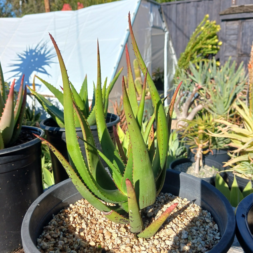 Aloe cryptopoda