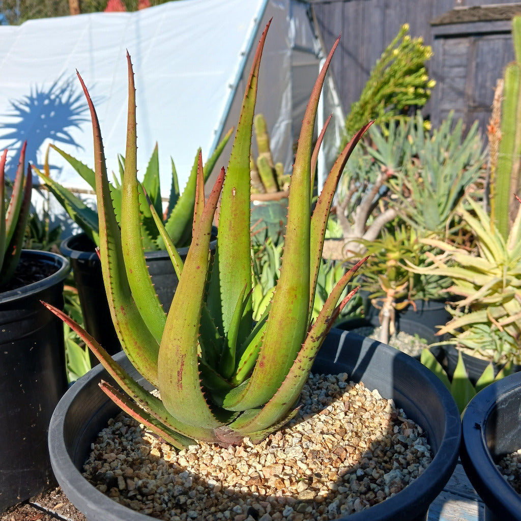 Aloe cryptopoda