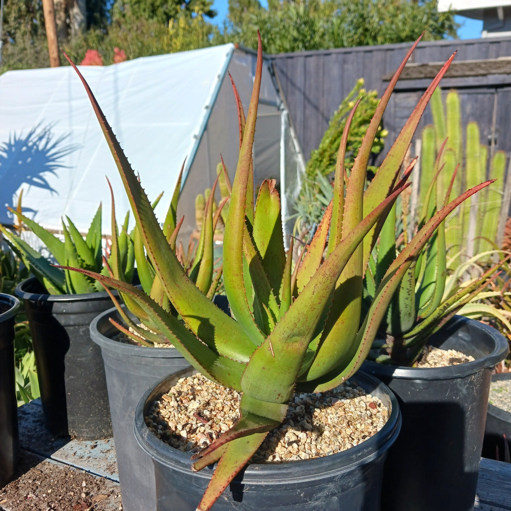 Aloe cryptopoda