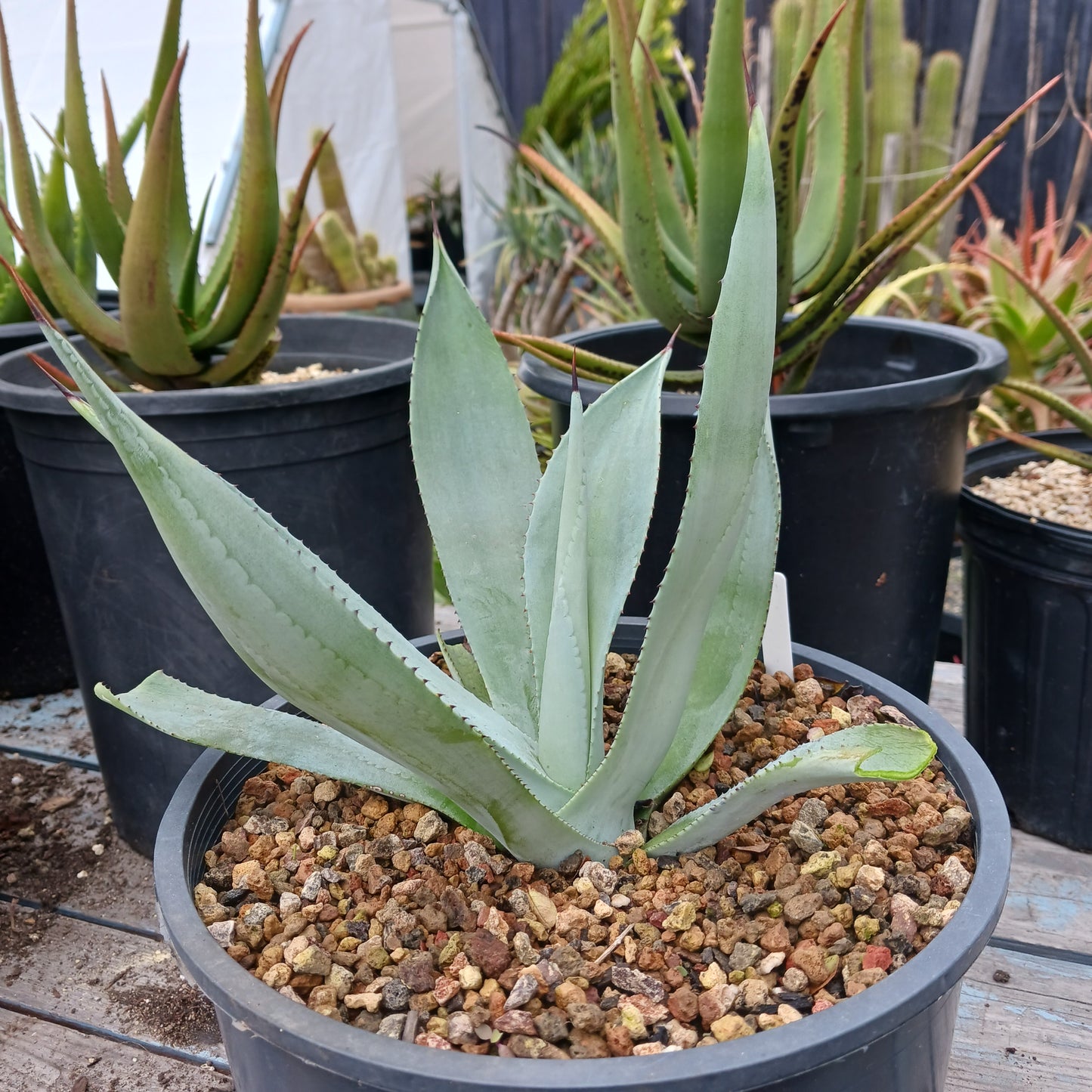 Agave franzosinii - 2ga