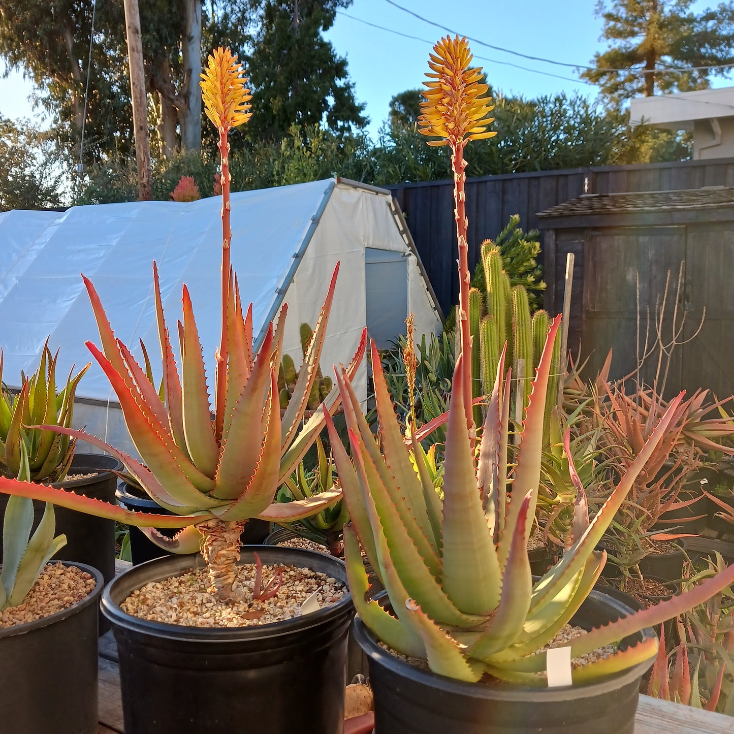 Aloe "MoonGlow" - 4in
