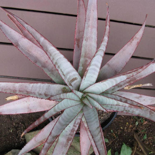 Aloe capitata "Yellow Hoodie" - 4in