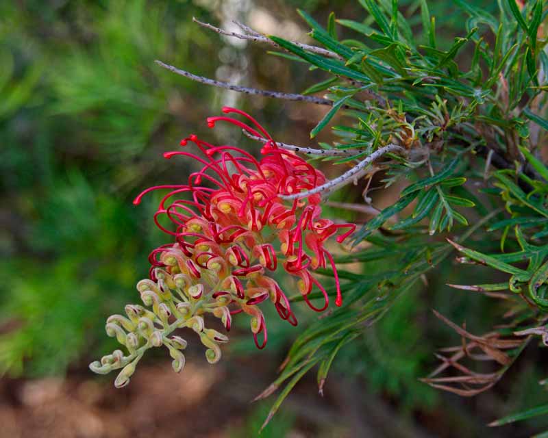 Grevillea "Ned Kelly" - 1ga