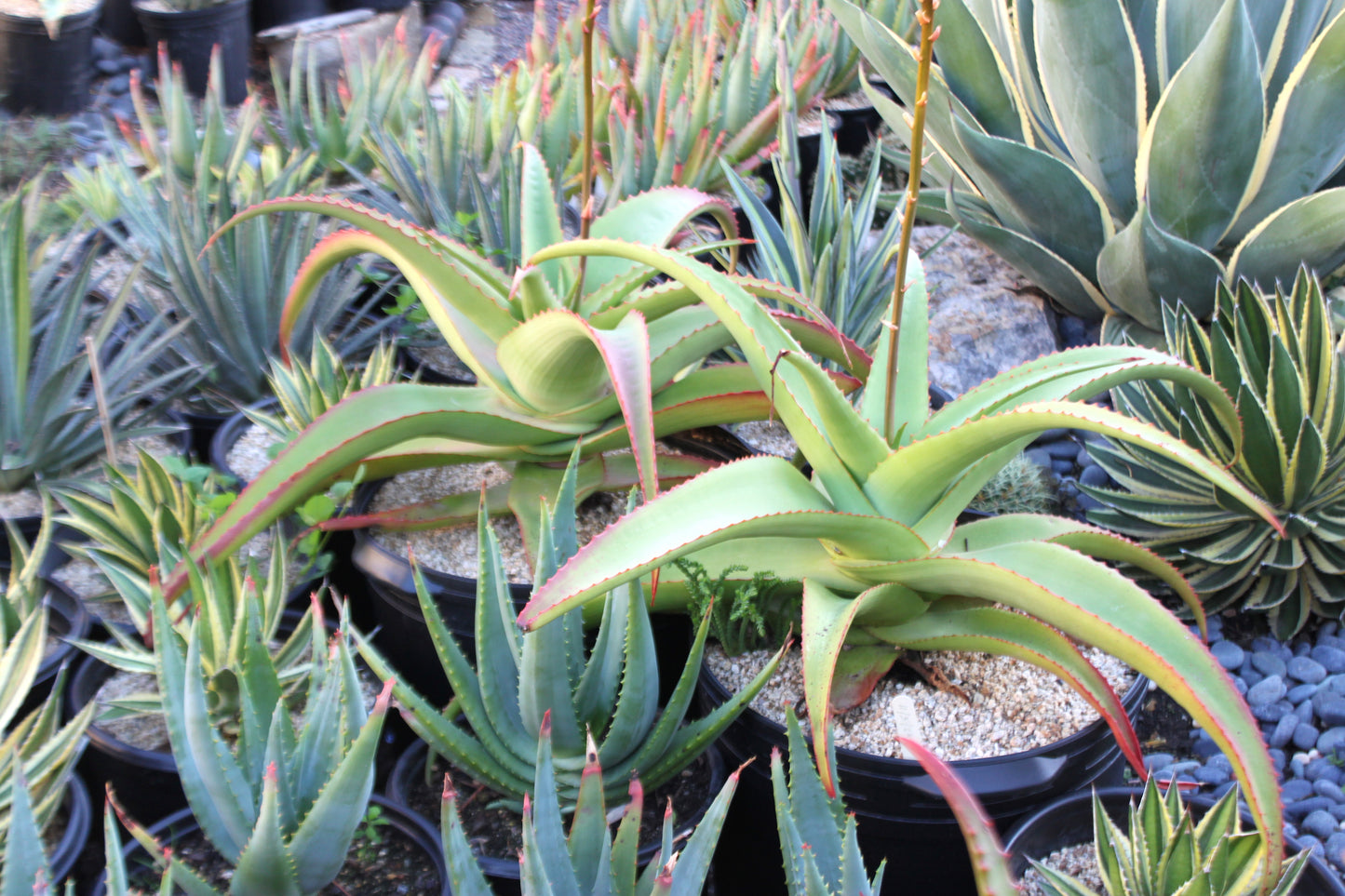 Aloe vanbalenii open cross - 4in