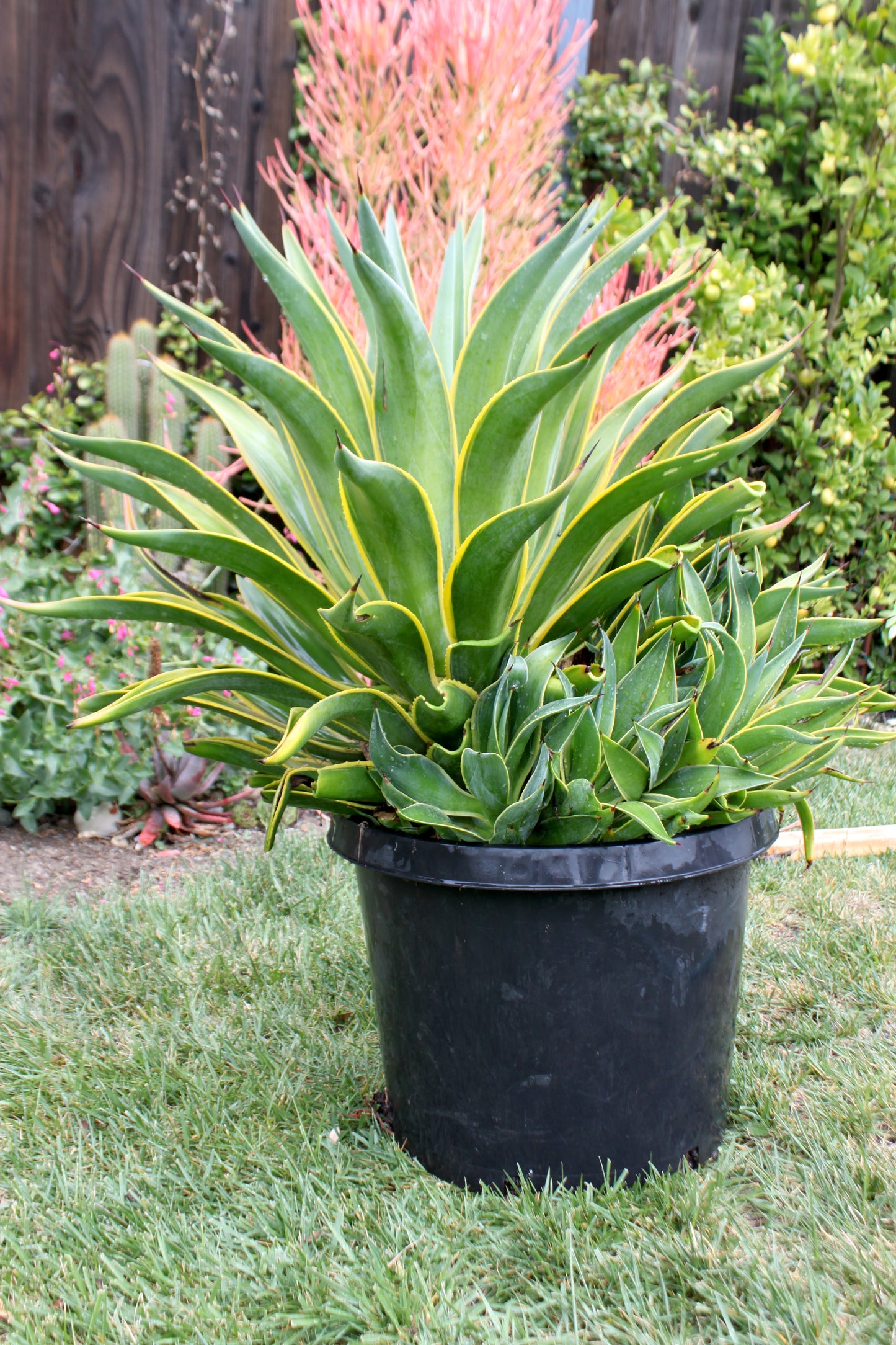 Agave desmettiana variegated - 6in