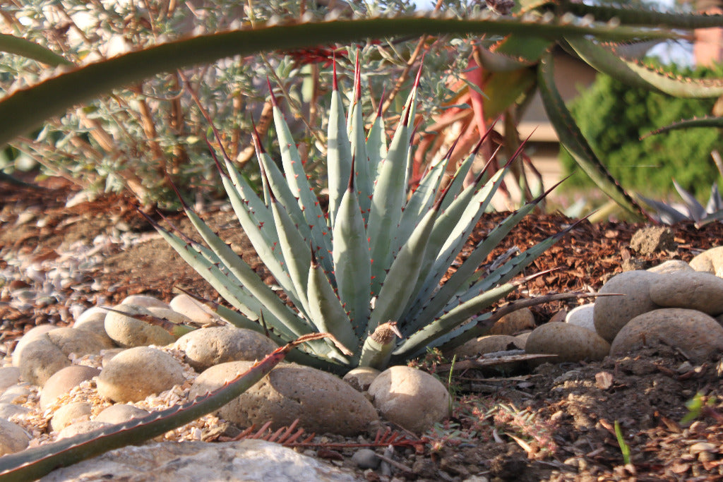Agave macroacantha - 2g