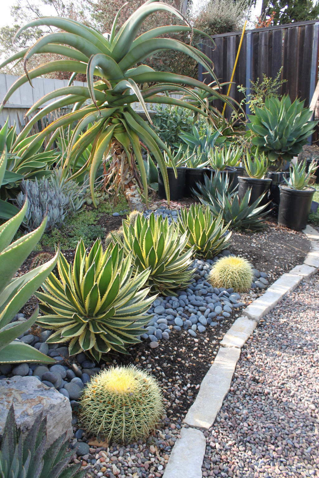 Agave lophantha "Quadricolor" - 1ga
