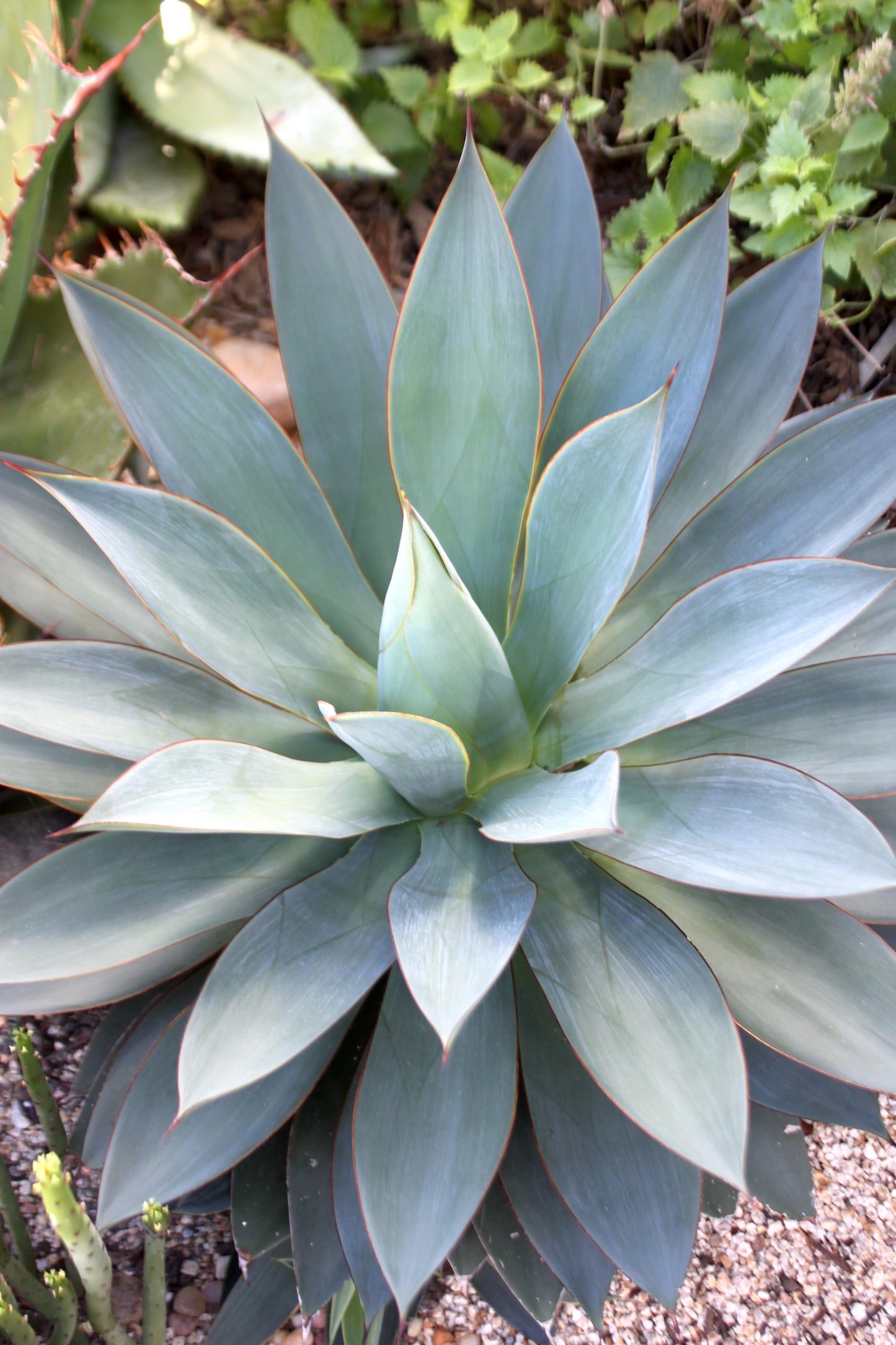 Agave "Red Margin" - 5ga