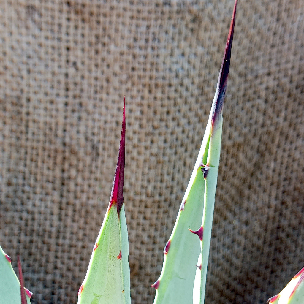 Agave macroacantha - 2g