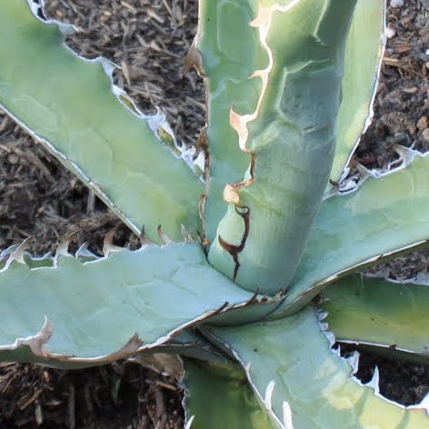 Agave xylonacantha - 4in