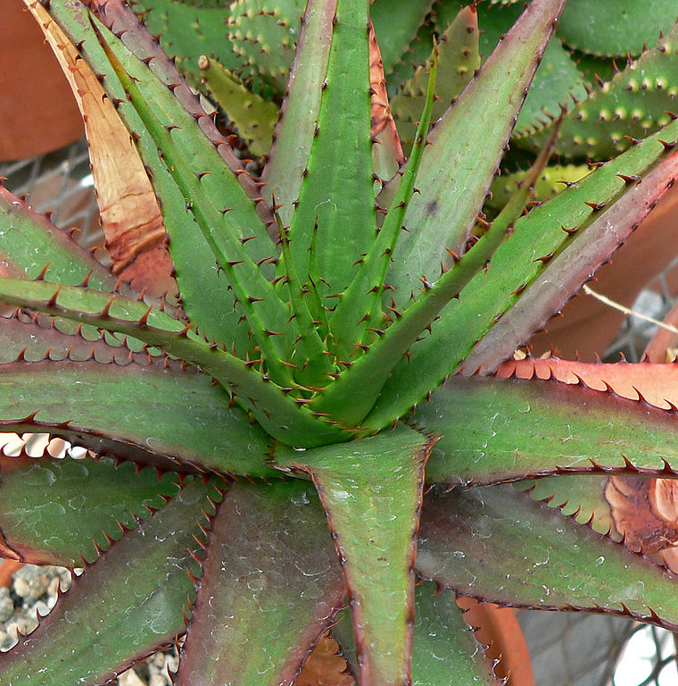Mature Aloe broomii