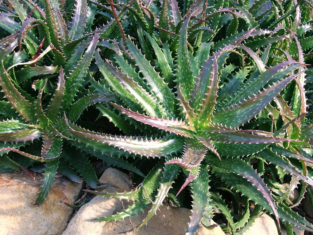 Aloe dorothea "Crimson" - 4in