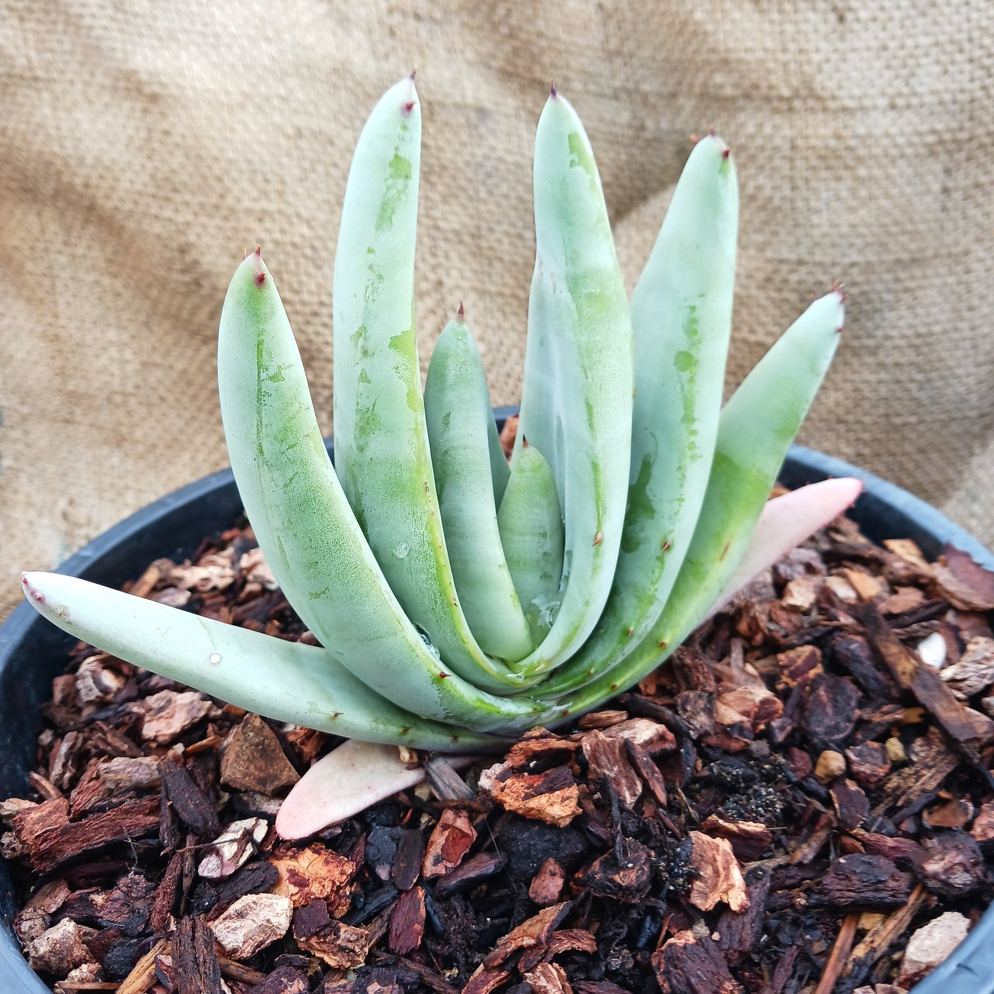Aloe petricola